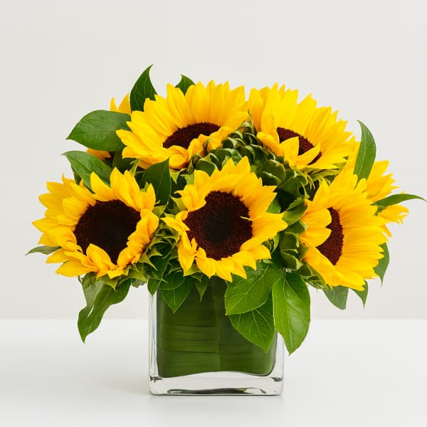 Sunflowers arranged in a clear square glass vase