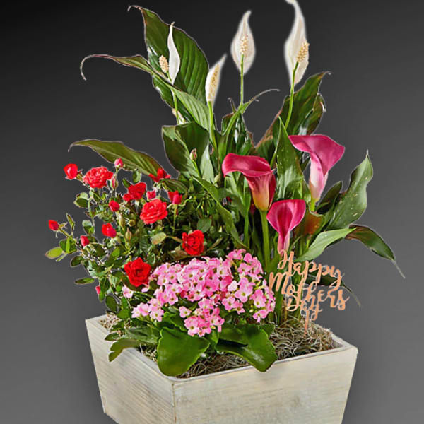 Mixed floral arrangement in a white wooden planter with pink calla lilies and red roses