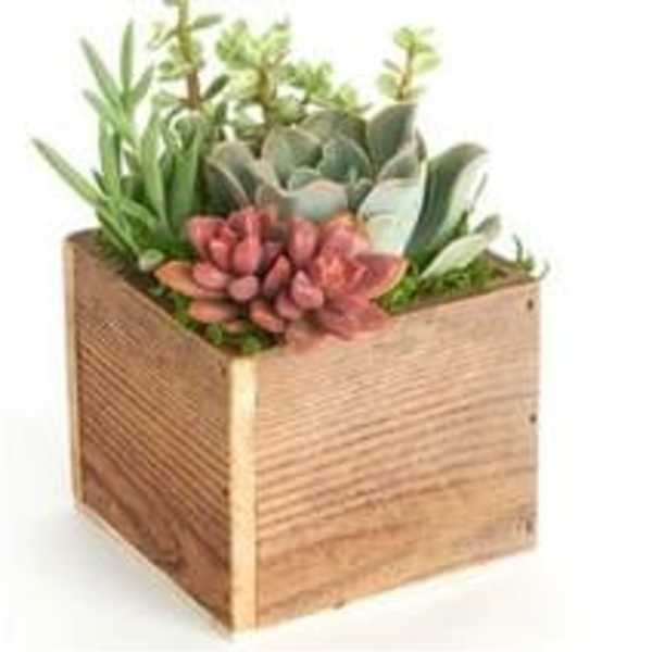 Succulent arrangement in a wooden box planter