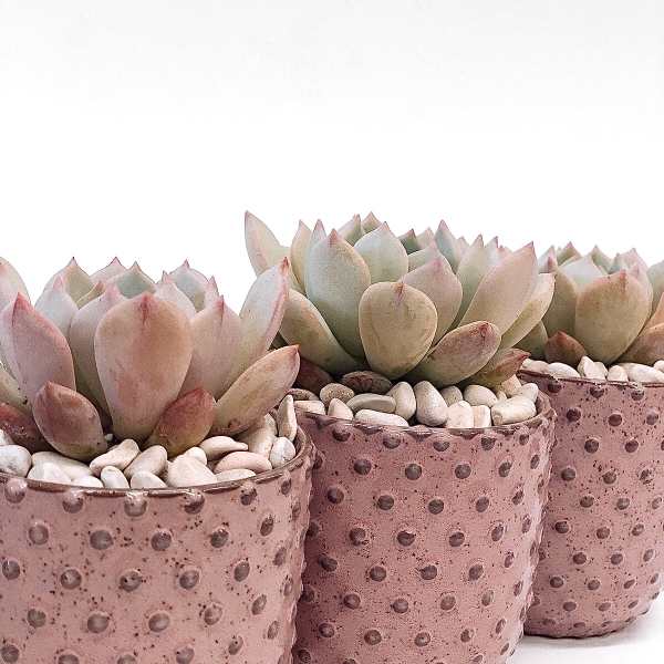 Three potted succulents in pink speckled containers