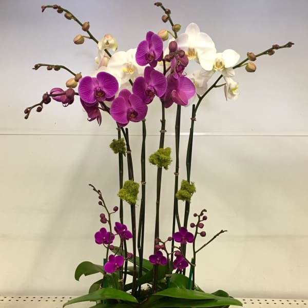 Purple and White Orchids