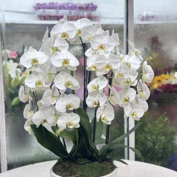 White orchid plant in a white ceramic pot