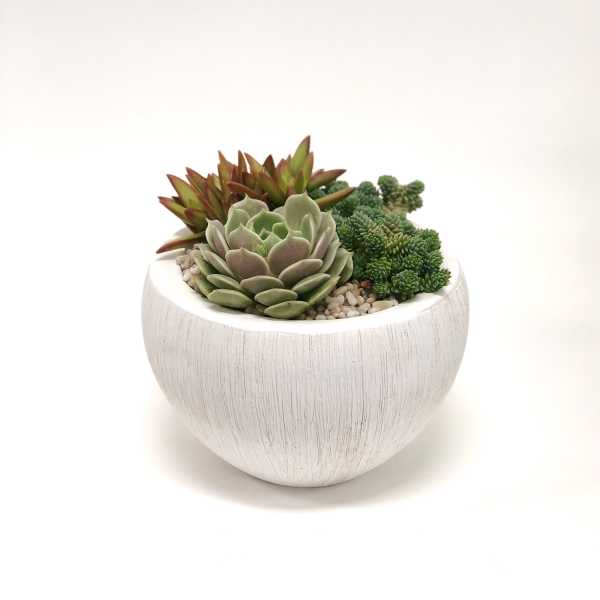 Succulent arrangement in a white round planter