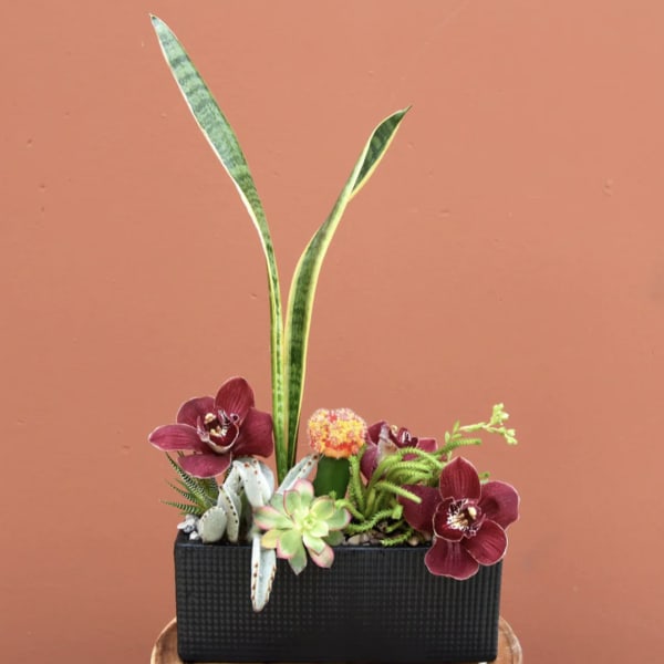 Succulents & Cymbidiums