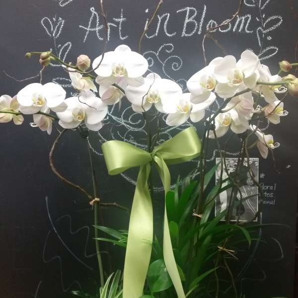 White orchid arrangement with a green ribbon and potted plants