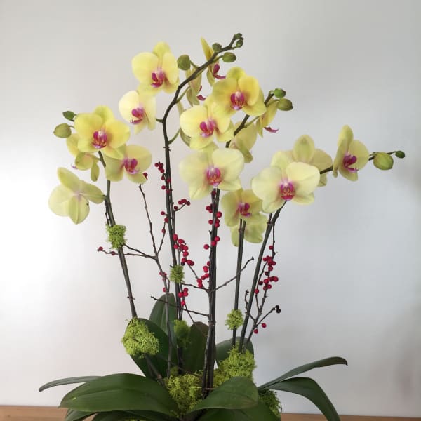 Yellow orchids arranged in a black bowl planter with red berry branches