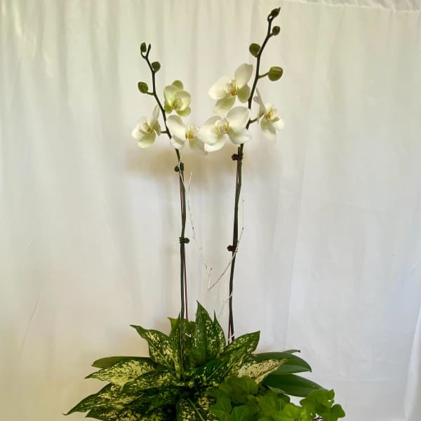 White orchids in a blue-and-white ceramic pot with mixed green foliage