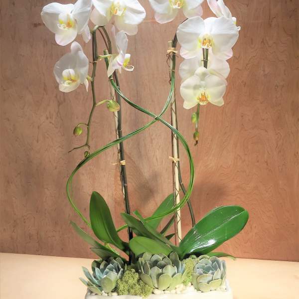 White orchids in a rectangular planter with succulents