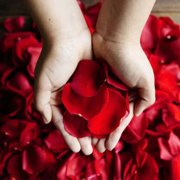 Hands holding red rose petals over a bed of petals