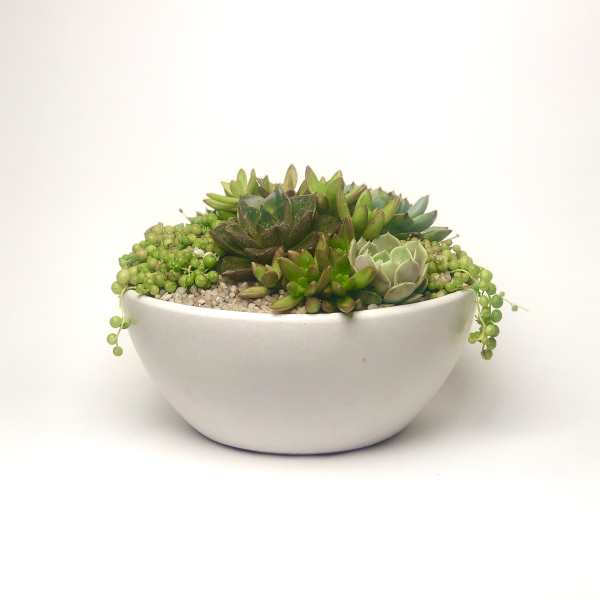 Succulent arrangement in a white bowl planter