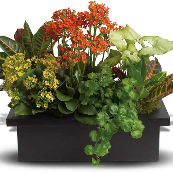 Mixed potted plants in a black rectangular planter box