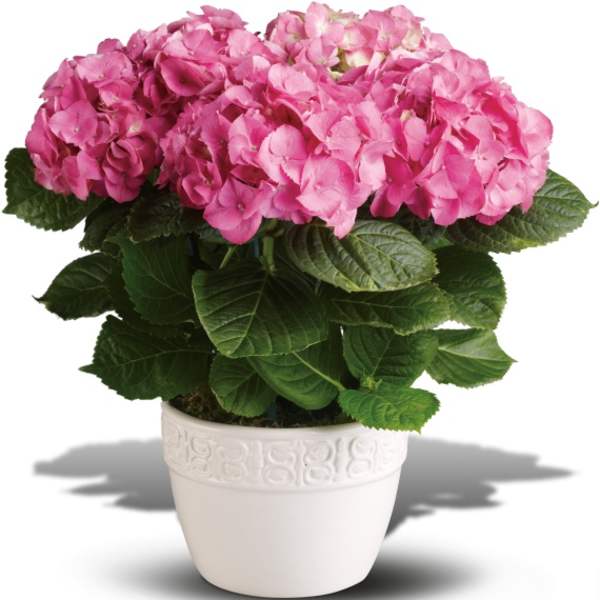 Pink hydrangea plant in a white decorative pot