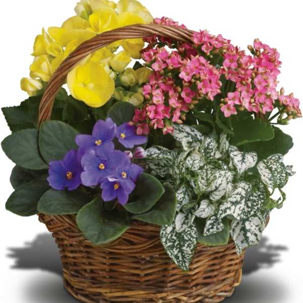 Basket of yellow, pink, and purple potted flowers