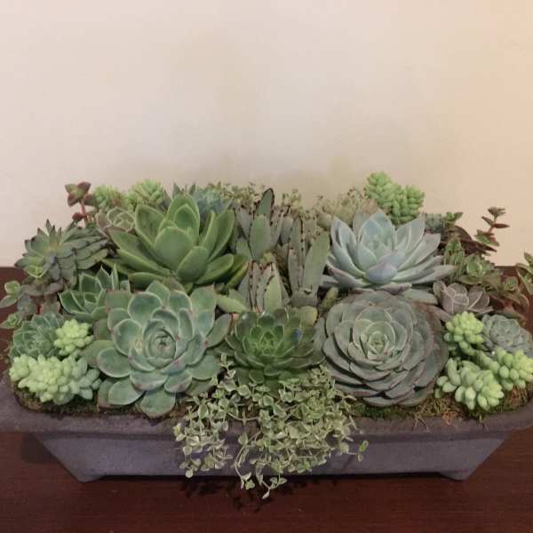 Rectangular planter filled with assorted succulents on a table