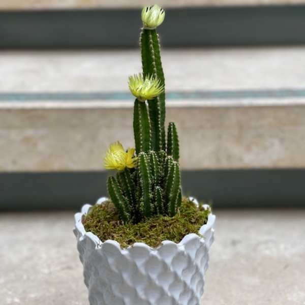 Potted cactus arrangement with small yellow blooms in a white textured planter