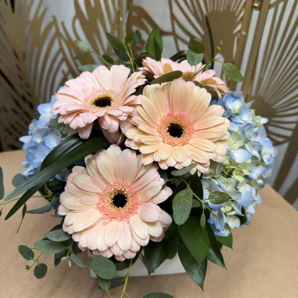 Pink gerbera daisies with blue hydrangeas in a white box