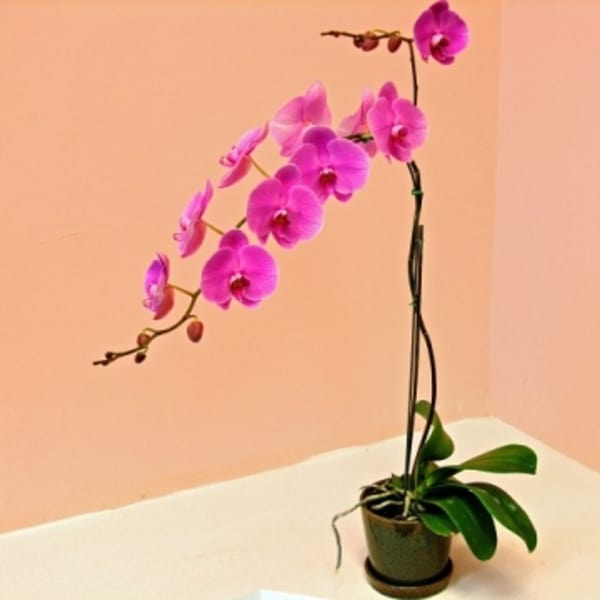 Potted orchid with bright pink blooms in a small container