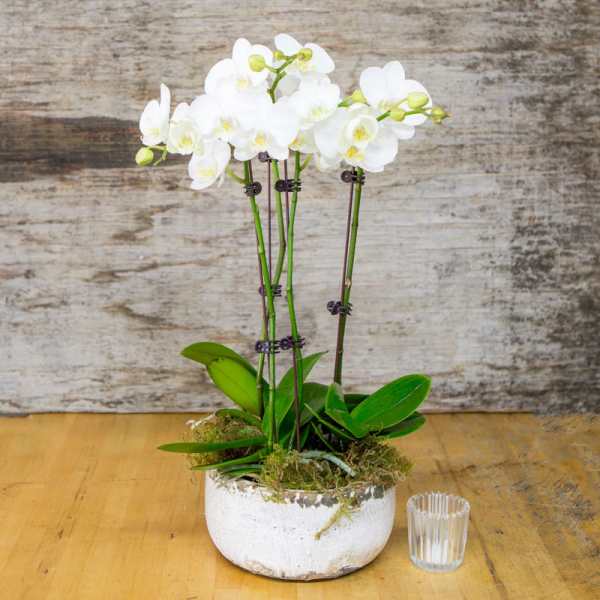 White orchid plant in a white pot with a small glass votive beside it