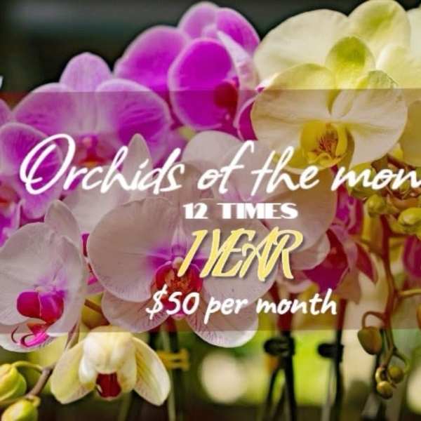 Colorful orchids with text advertising orchids of the month
