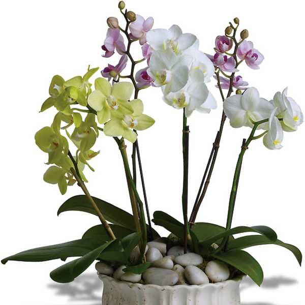 Potted orchids in white, green, and pink blooms in a white ceramic planter
