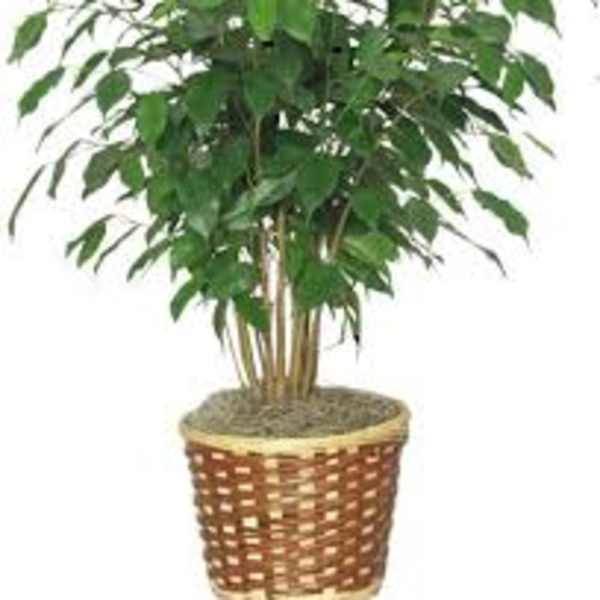 Potted green houseplant in a woven basket planter
