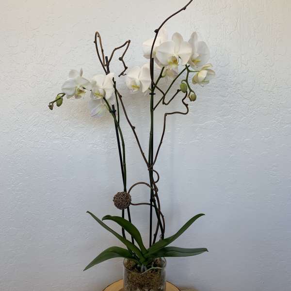 White orchid plant in a glass vase with decorative branches