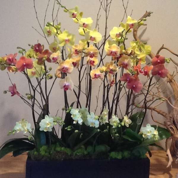 Tall arrangement of orchids in yellow, pink, and white