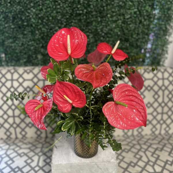 Arrangement of red tropical anthurium flowers in a textured glass vase