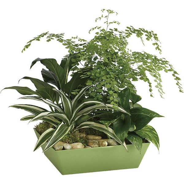 Mixed green houseplants in a green rectangular planter with stones