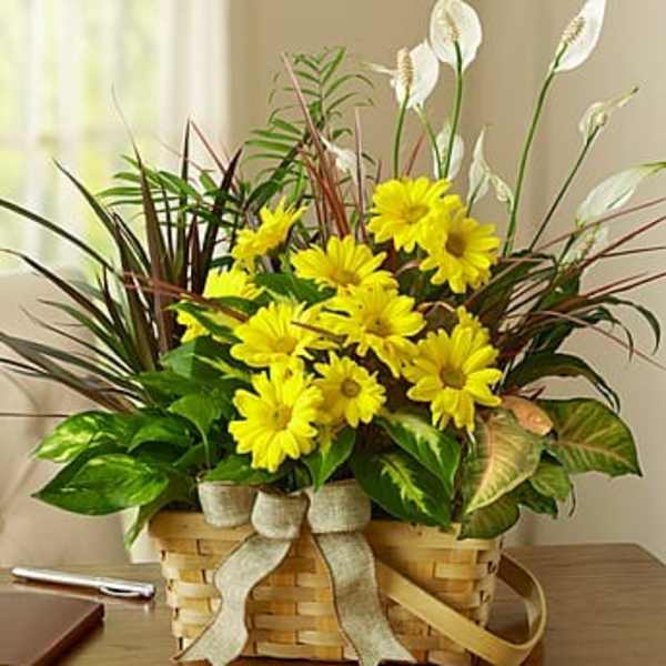 Yellow daisies in a wicker basket with white peace lilies