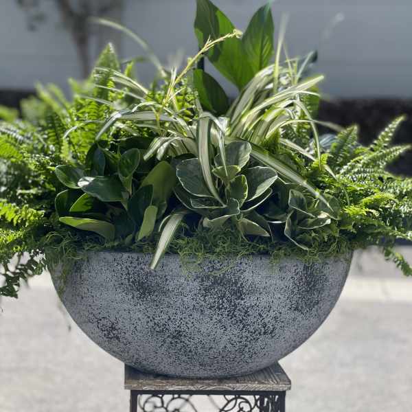 White orchid plant in a gray planter with mixed green foliage