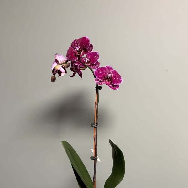 Potted orchid with magenta blooms in a decorative ceramic pot