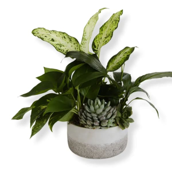 Potted arrangement of green houseplants and succulents in a white planter