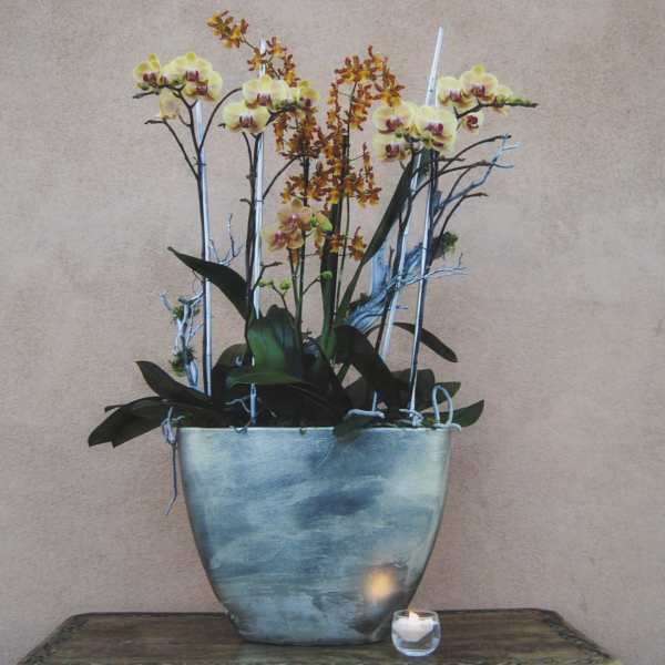 Potted orchid arrangement with yellow blooms in a blue vase