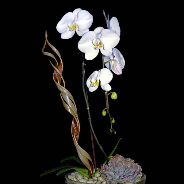 White orchid stems in a metallic pot with a succulent and pebbles