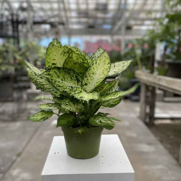Potted variegated green houseplant in a plastic nursery pot