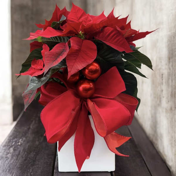 Holiday Luxe Poinsettia