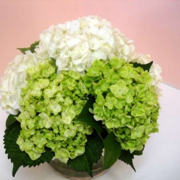 White and green hydrangeas arranged in a low glass vase