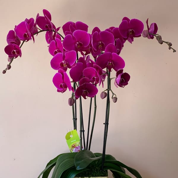Magenta orchid plant in a gold square pot