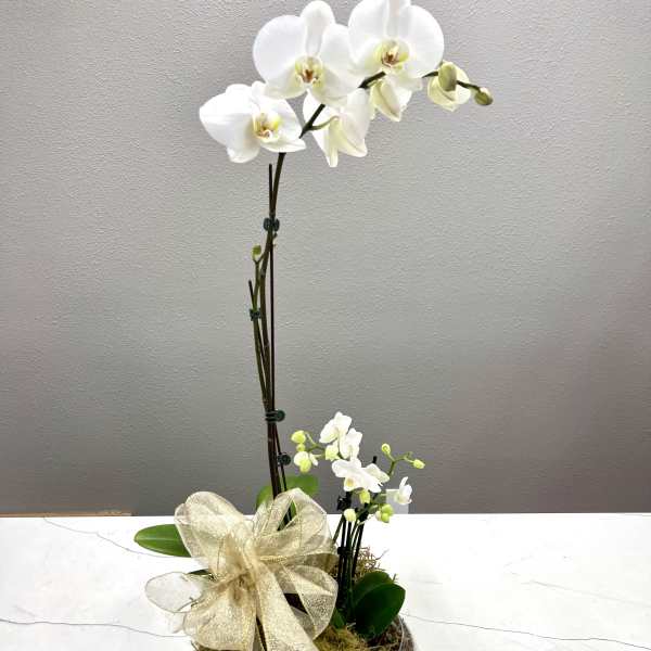 White orchid arrangement in a glass bowl with a gold ribbon