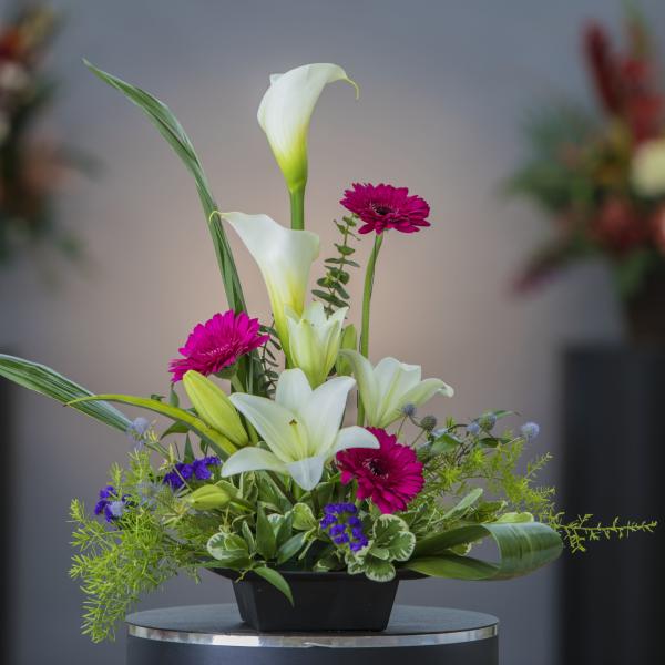 White calla lilies and magenta gerbera daisies in a low black container