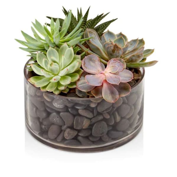 Low succulent garden in a clear glass cylinder filled with dark pebbles