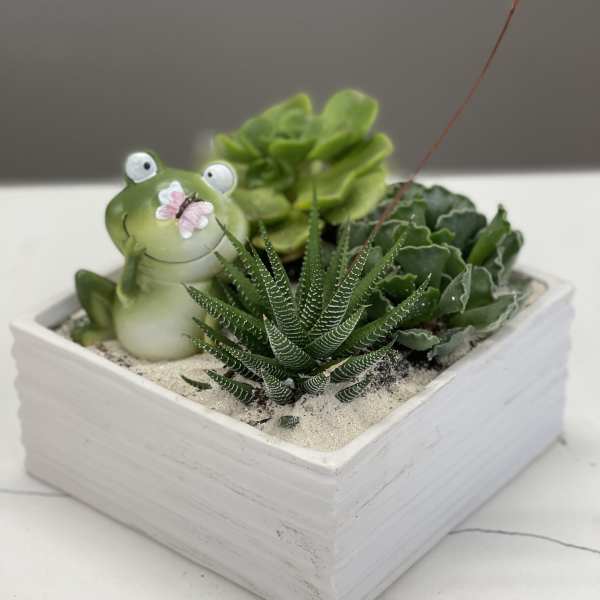 Succulent arrangement in a white square planter with a frog figurine