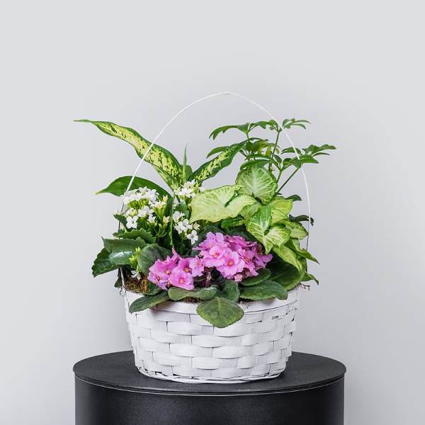 White basket planter with pink and white flowering plants