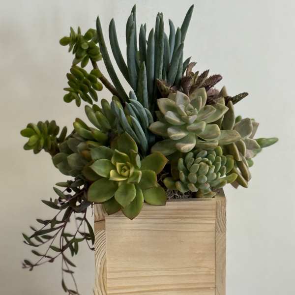 Succulent arrangement in a wooden box planter