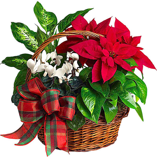 Poinsettia and cyclamen plants in a wicker basket with a plaid bow