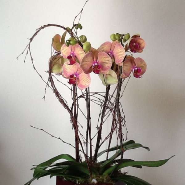 Potted orchid arrangement with pink blooms in a red square container