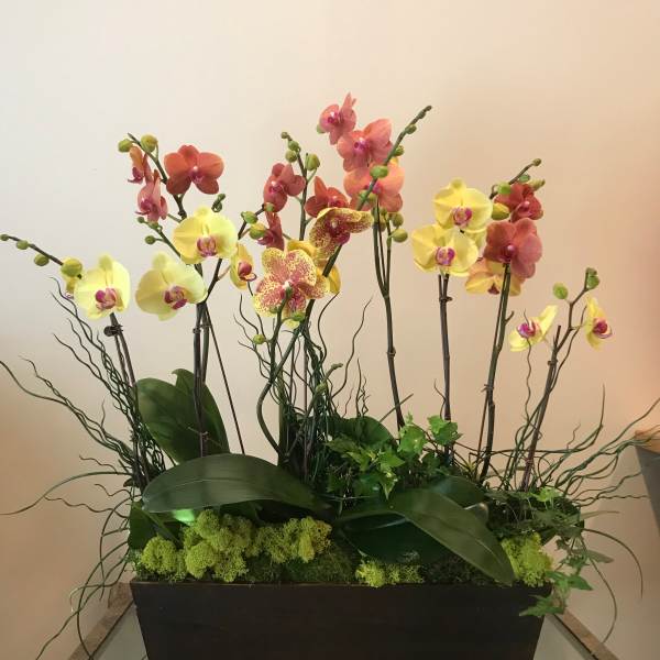 Arrangement of yellow and pink orchids in a rectangular planter