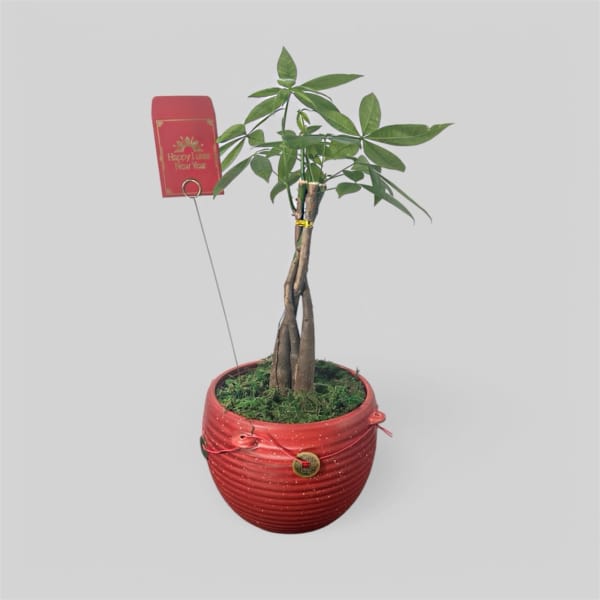 Potted money tree with a red Lunar New Year tag