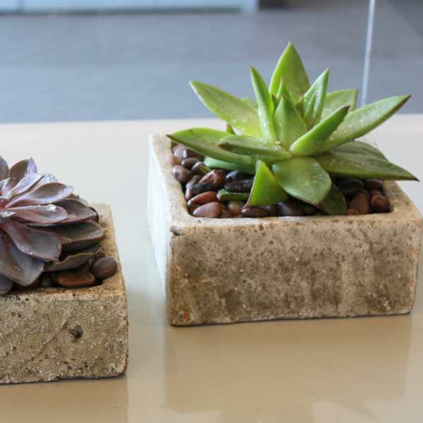 Two small succulents in square concrete planters on a table
